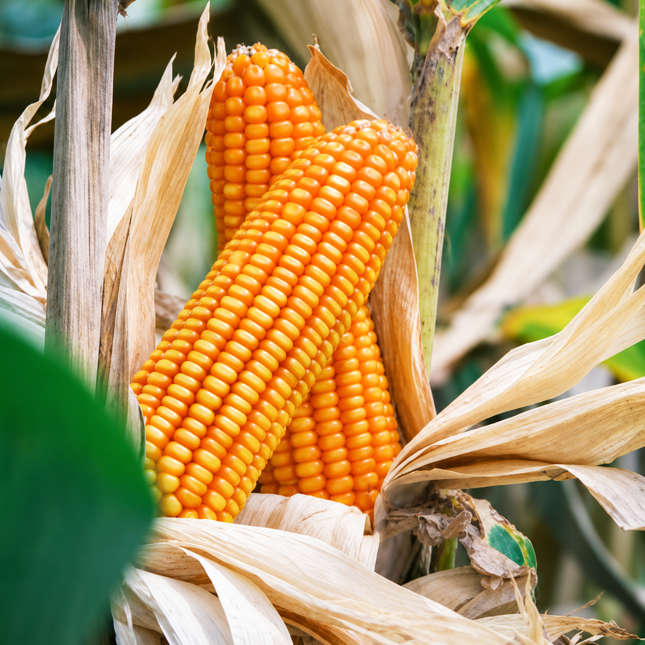 Corn